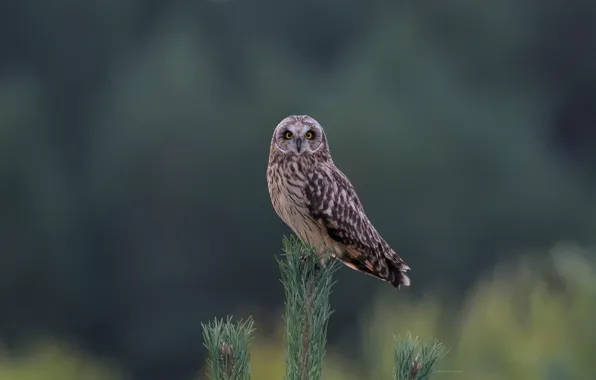 Picture owl, branch, pine