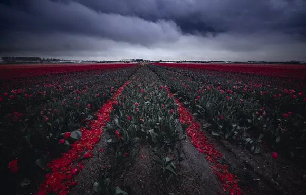 Field, the sky, flowers, clouds, spring, dal, petals, tulips