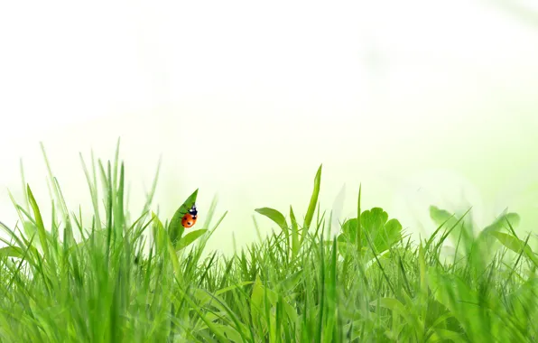 Grass, ladybug, spring, white background, insect