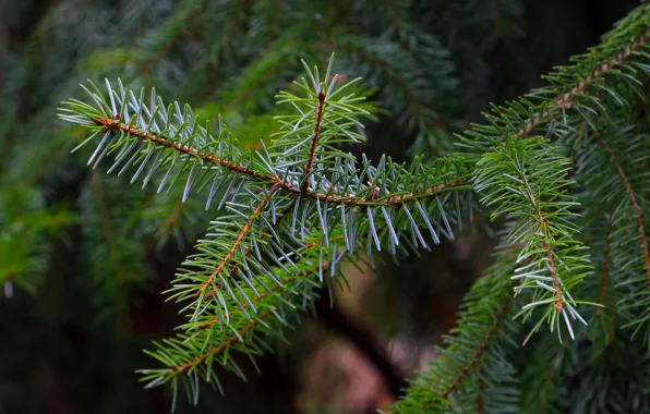 Green, pine, spruce, twig