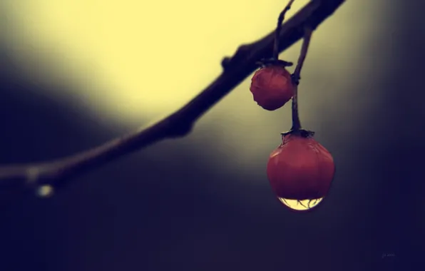 Picture macro, darkness, drop, berry