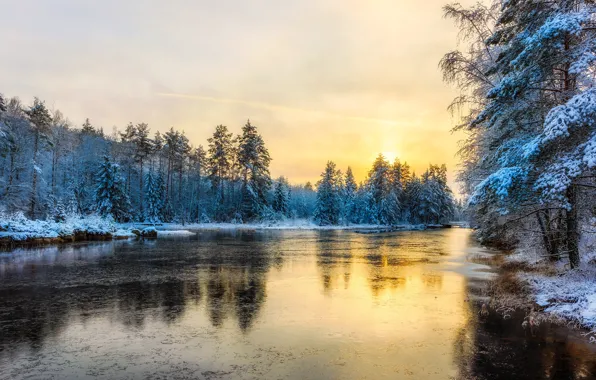Winter, frost, forest, the sky, the sun, light, snow, yellow