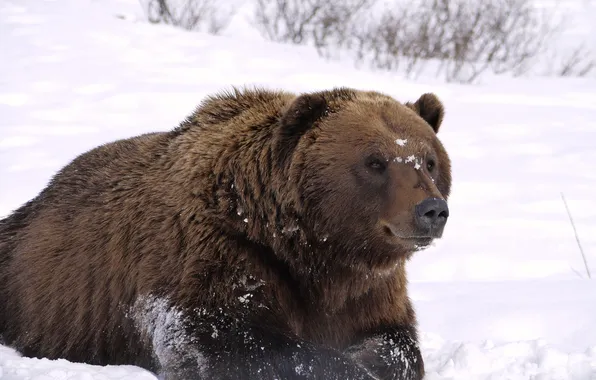 Picture look, snow, stay, Alaska, Bear, observation