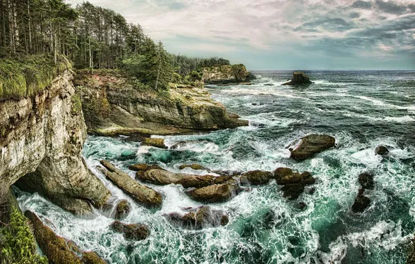 Picture sea, trees, rocks, coast