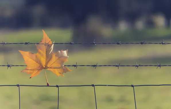 Autumn, macro, leaf, barbed wire