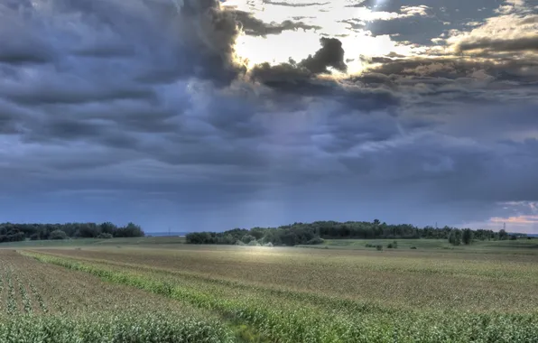 Field, the sky, trees, sunset, clouds, the evening