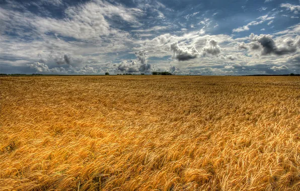 Sea, field, the sky, clouds, nature, spikelets