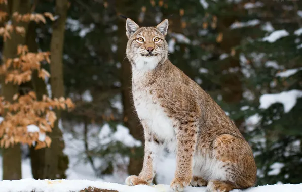 Cat, look, lynx