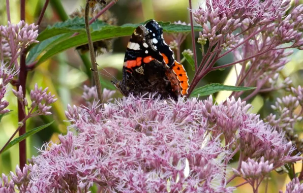 Flower, grass, flowers, widescreen, Wallpaper, butterfly, wallpaper, widescreen