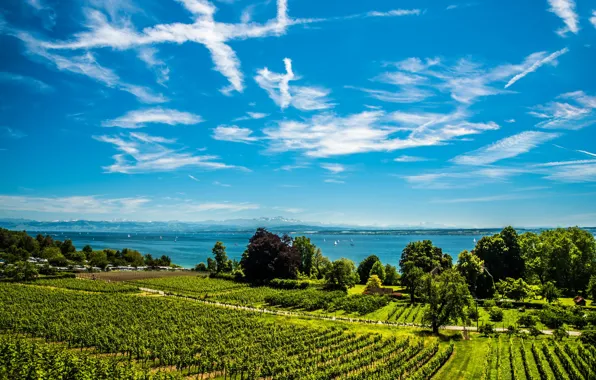 Picture greens, the sky, the sun, clouds, trees, lake, yacht, Germany