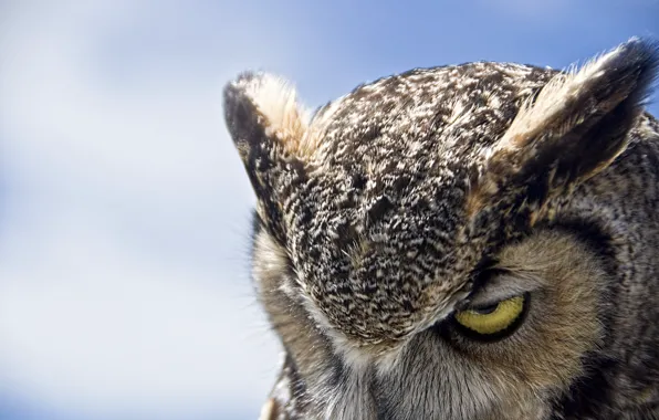 Owl, Great Horned Owl, gloomy
