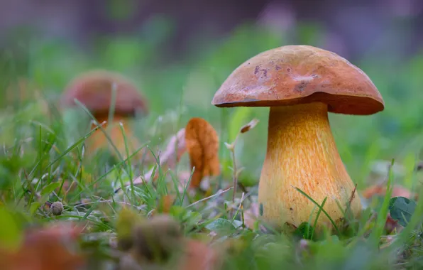 Picture grass, leaves, nature, glade, mushrooms, bokeh, White mushroom