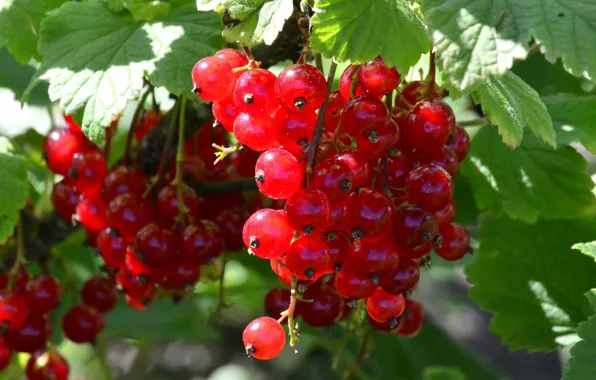 Summer, berries, harvest, June, red currant