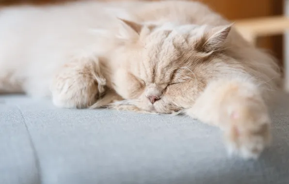 Cat, cat, pose, sofa, sleep, fluffy, sleeping, lies