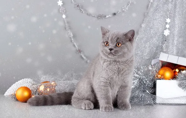 Cat, balls, kitty, grey, Christmas, New year, tinsel, sitting