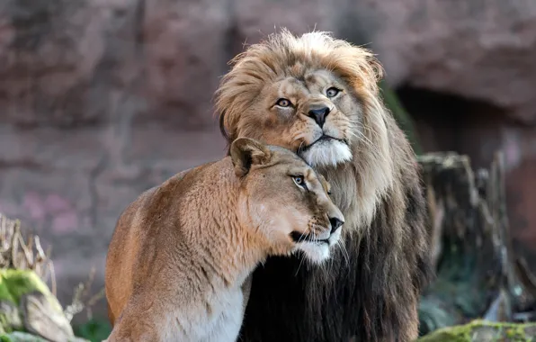 Picture look, love, Leo, pair, weasel, lions, a couple, lioness
