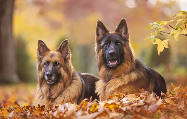 Autumn, dogs, look, nature, glade, foliage, pair, German shepherd