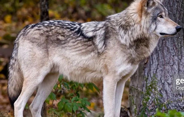 Nature, snow, predator, face, animal, wolf, wildlife, portrait