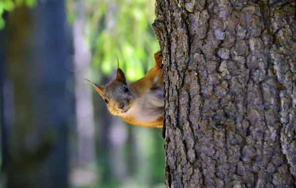 Picture tree, animals, rodent, protein, nature