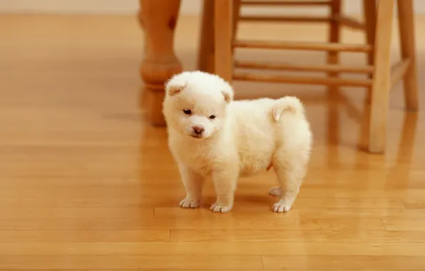 Dogs, white, wool, fluffy, small, chair, puppy, beige