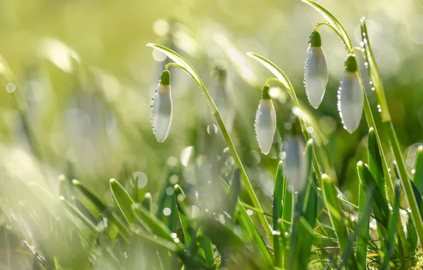 Picture light, flowers, spring, snowdrops, bokeh