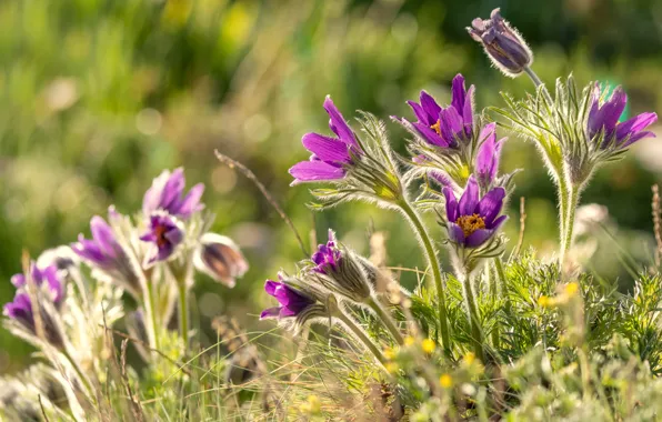 Flowers, spring, lilac, cross
