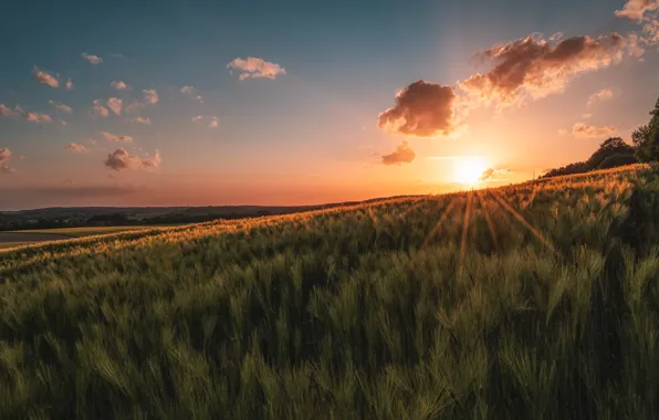 Picture field, summer, sunset