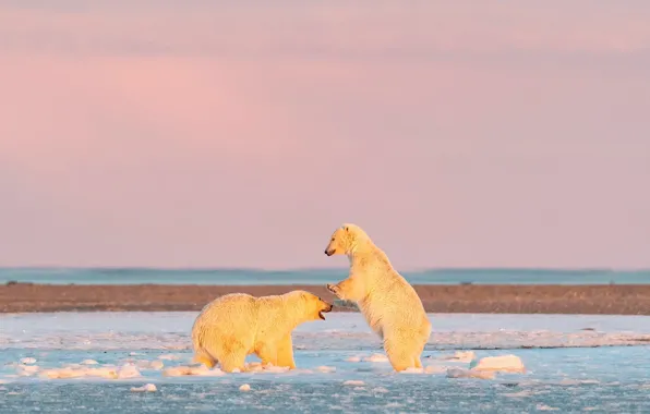 Winter, white, snow, nature, pose, ice, bear, bears