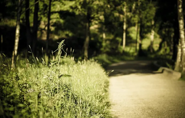 Road, summer, nature, grass