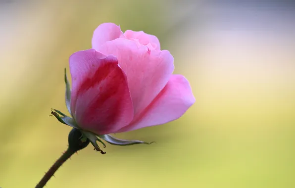 Picture background, rose, petals, stem, Bud, pink