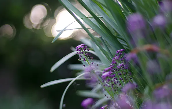 Picture grass, macro, flowers, glare, blur, garden, Lilac