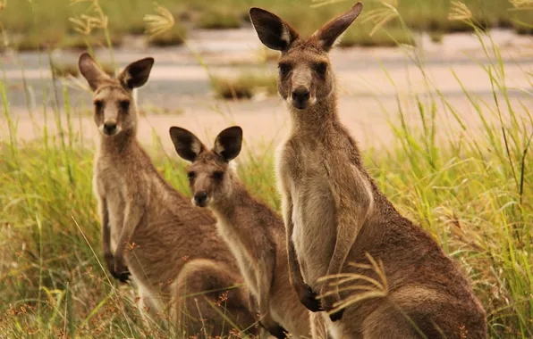 Picture grass, kangaroo, three, family