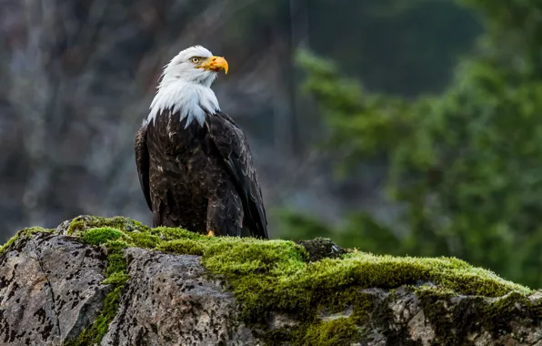 Bird, predator, Bald eagle