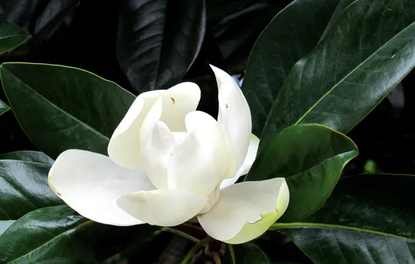 White, leaves, Flower, Magnolia, Logins