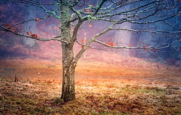 Picture autumn, leaves, trees, fog