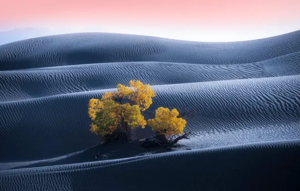 Tree, desert, dunes, Sands