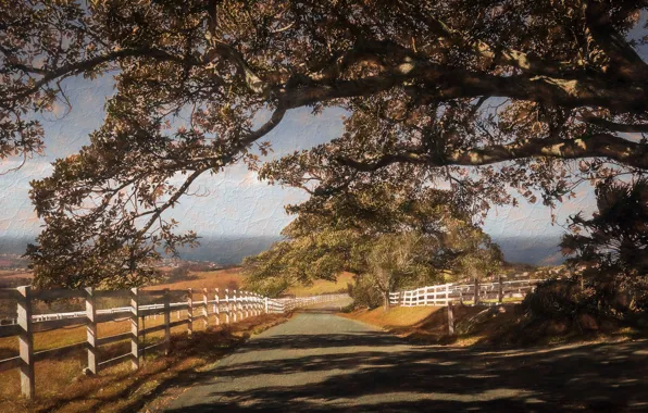 Picture road, trees, the fence, texture