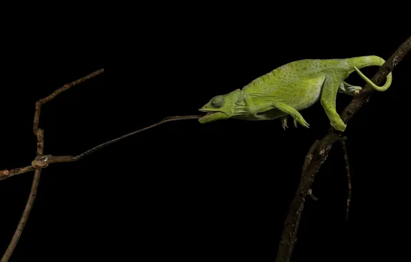 Chameleon, black background, mining