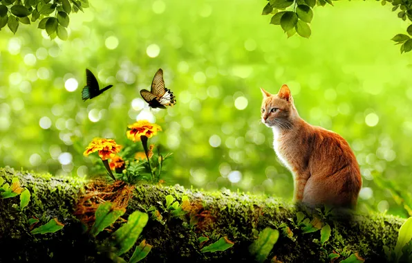 Cat, cat, look, leaves, butterfly, flowers, branches, pose