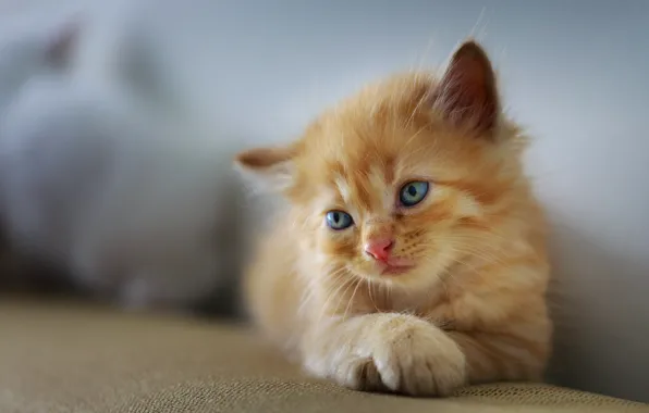 Sadness, cat, kitty, background, baby, red, lies, kitty