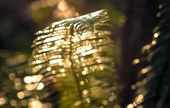 Picture leaves, light, nature