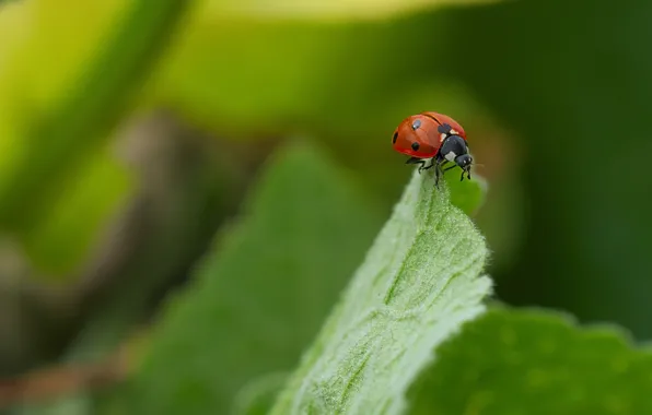 Macro, beetle, insect