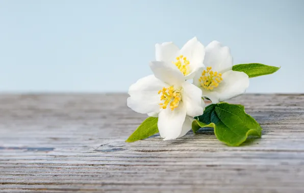 Wallpaper white, macro, Jasmine
