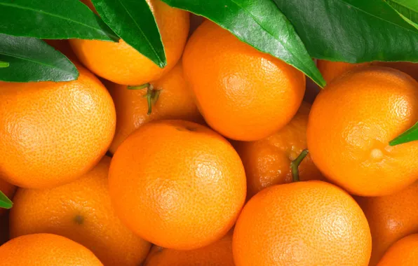 Leaves, citrus, Mandarin