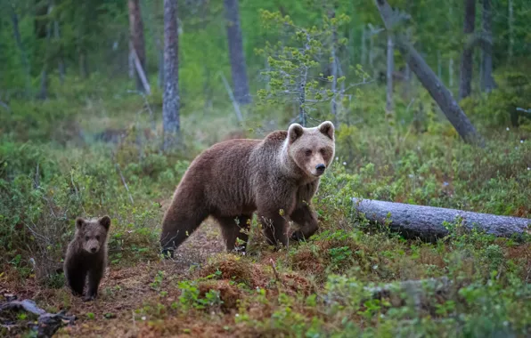 Forest, nature, pose, bear, bears, bear, bear, brown