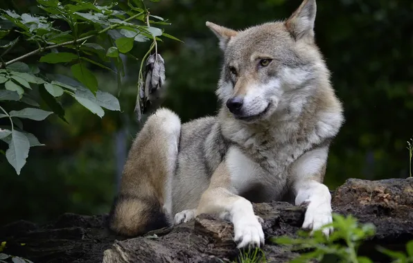 Nature, snow, predator, face, animal, wolf, wildlife, portrait
