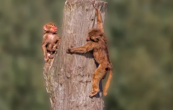 Monkey, log, red