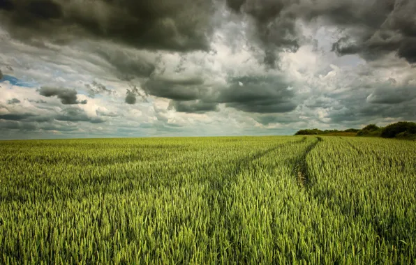 Road, greens, field, summer, the sky, clouds, clouds, dal