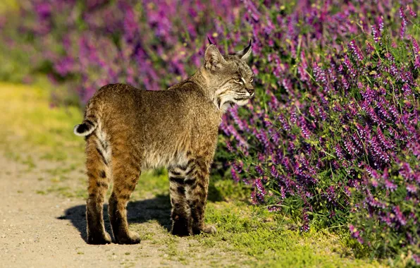 Road, summer, look, light, flowers, nature, garden, lynx