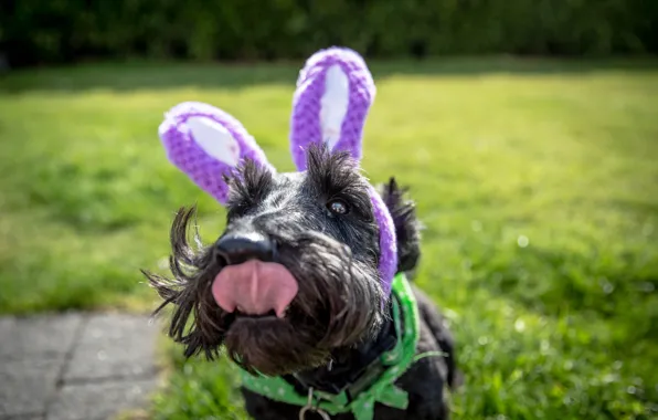 Language, dog, ears, dog